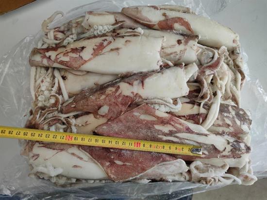 CALAMARI SUD AFRICA BLOCCO L(23cm+) PV KG__ - BORDO GLASS.0% VIKING
