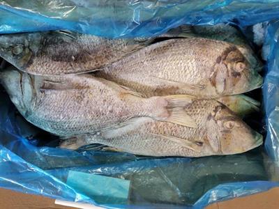 PESCE IMPERATORE 3/5KG EV. E SQ. 23KG - GLASS.0% YEMEN