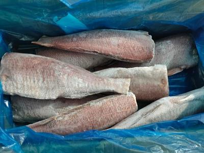 LUTIANO 2/3KG DECAPITATO EV. E SQ. 22KG(19,8KG) - GLASS.10% YEMEN