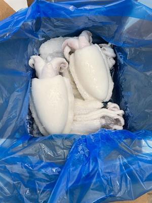 SEPPIA PULITE MAROCCO 500/1000 KG6 - GLASS.0%