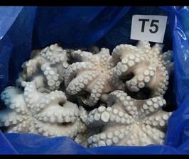 POLPO MAROCCO T5 (1200-1500) IQF 12KG P.N. - ONDAMAR