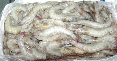 MAZZANCOLLA TROPICALE 40/50 6X2KG PP SEMI IQF - ECUADOR