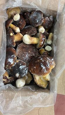 FUNGO PORCINO INTERO PRIMA KG5