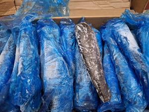 MERLUZZO SUDAFRICA H3 (500/800) IWP BORDO KG__ - GLASS.0%