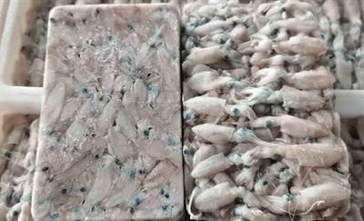 CALAMARI PUNTILLA 2/4 CM BLOCCO 1KG(900G)X5 - GLASS.10% FAO61