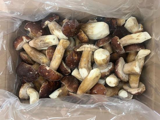 FUNGO PORCINO INTERO EXTRA KG3 - EUROPA