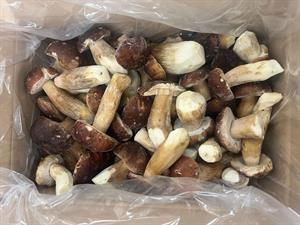 FUNGO PORCINO INTERO EXTRA KG3 - EUROPA