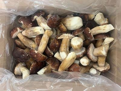 FUNGO PORCINO INTERO EXTRA KG3 - EUROPA