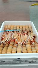 SCAMPI 31-40 POLY 4X1,5KG(1,35KG) DUNDALK - GLASS.10% IRLANDA