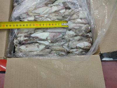 CALAMARO PATAGONIA 1X (9-12CM) KG____ - GLASS.0% BLOCCO 10KG CIRCA