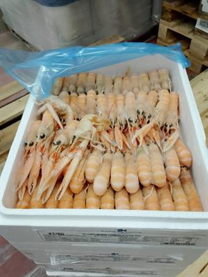 SCAMPI 41-50 POLY 4X1,5KG(1,35KG) DUNDALK - GLASS.10% IRLANDA