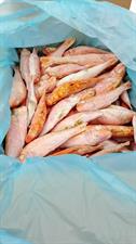 TRIGLIA DI SCOGLIO IQF 100/150G 5KG - 10% FAO27.IV