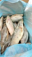 TROTA IRIDEA 250/350 IQF 5KG - 0% OLANDA ALL.TURCHIA