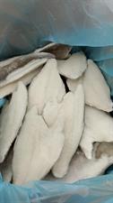 ORATA FILETTO 160-200G 5KG IQF - GLASS.25% OLANDA ALL.TURCHIA PBI