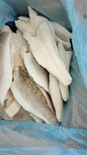BRANZINO FILETTO 120-160 5KG IQF - GLASS.25% OLANDA ALL.TURCHIA PBI