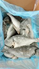 ORATA INTERA 300-400G 5KG IQF - GLASS.20% OLANDA ALL.TURCHIA PBI
