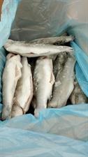 BRANZINO INTERO 300-400 5KG IQF - GLASS.20% OLANDA ALL.TURCHIA PBI