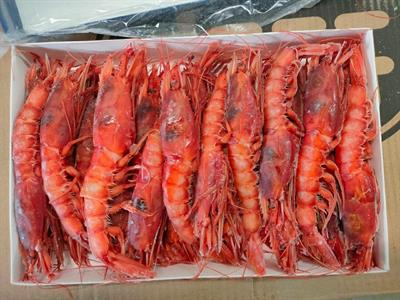 GAMBERO ROSSO MOZAMBICO 21/30 TAGLIA XL 800G BORDO 0%