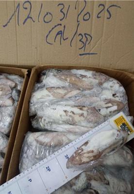 CALAMARI MAROCCO 3P IWP 5KG - GLASS.0% BORDO