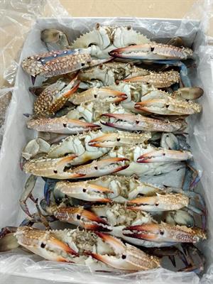 GRANCHIO INTERO CRUDO 100/150G 1KGX6 - TUNISIA 0%