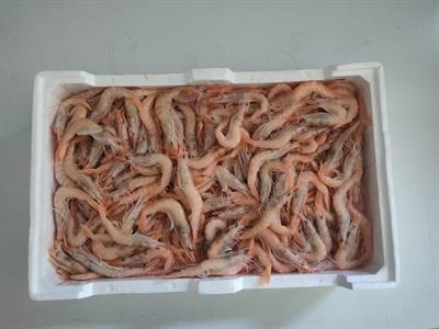 GAMBERO ROSA DELLO IONIO N.1 (90/110PZ/KG) KG___ - GLASS. 0% ITALIA