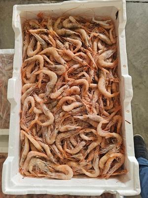 GAMBERO ROSA DELLO IONIO N.2 (110/130PZ/KG) KG5 - GLASS. 0% ITALIA