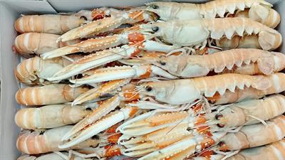 SCAMPI 5-10 3X2KG DUNDALK - GLASS.0% IRLANDA DA PESCA DI GIORNATA