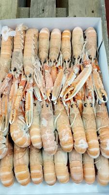 SCAMPI 10-15 3X2KG DUNDALK - GLASS.0% IRLANDA  DA PESCA DI GIORNATA
