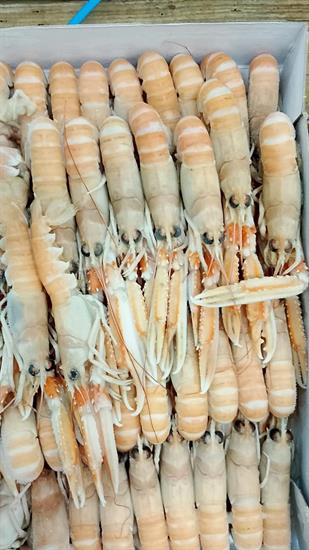 SCAMPI 16-20 3X2KG DUNDALK - GLASS.0% IRLANDA  DA PESCA DI GIORNATA