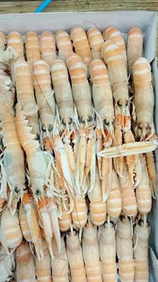 SCAMPI 16-20 3X2KG DUNDALK - GLASS.0% IRLANDA  DA PESCA DI GIORNATA