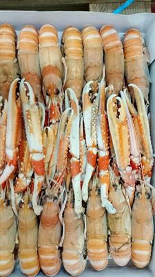 SCAMPI 0-7 3X2KG DUNDALK - GLASS.0% IRLANDA  DA PESCA DI GIORNATA