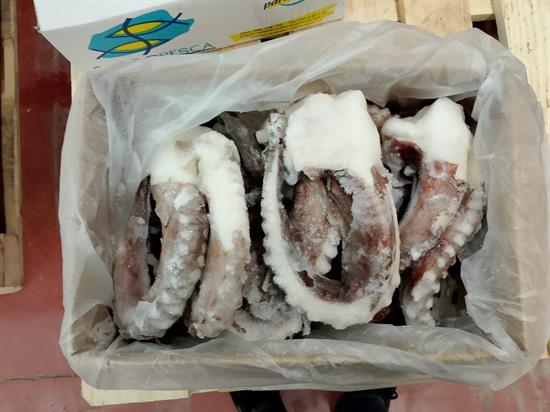 TOTANO GIGANTE TENTACOLO INTERO 9KG P.N. - PEZZ. MISTA 1-2 E 2-3
