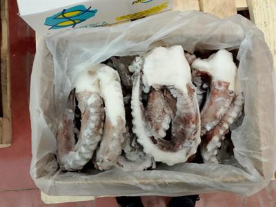 TOTANO GIGANTE TENTACOLO INTERO 9KG P.N. - PEZZ. MISTA 1-2 E 2-3