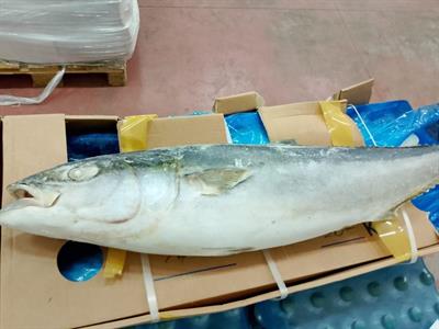 RICCIOLA DEL PACIFICO 5/8 IQF 20KG CA - GLASS.0%