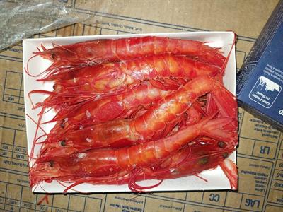 GAMBERO ROSSO CARABINEROS 21/30 TAGLIA XL 400GX24PZ - GLASS.0%