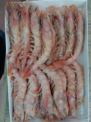 GAMBERO ROSA MOZAMBICO 31/40 TAGLIA L 800GX12PZ BORDO 0%