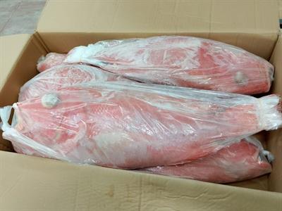 DENTICE LUTIANO INDONESIA 2000/3000 KG20(18) - GLASS. 10%
