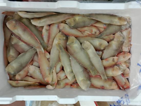 PESCE PETTINE (SURICI) IONIO KG_: P.N. - GLASS.0%
