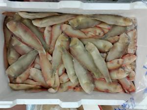 PESCE PETTINE (SURICI) IONIO KG_: P.N. - GLASS.0%