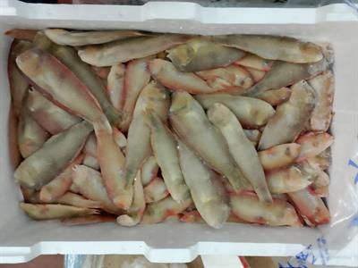 PESCE PETTINE (SURICI) IONIO KG_: P.N. - GLASS.0%