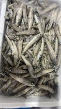 PESCE OCCHIALONE IONIO KG__: P.N. - GLASS.0%