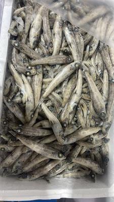 PESCE OCCHIALONE IONIO KG__: P.N. - GLASS.0%