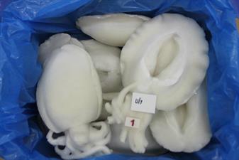 SALPESCA® SEPPIA PULITA IQF U1 INDIA 10KG(7KG)-GLASS.30%