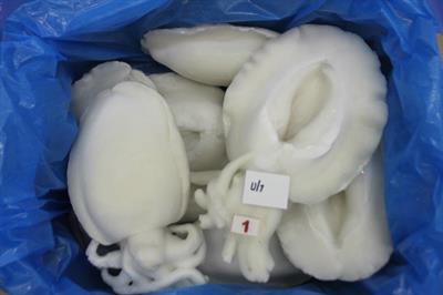 SALPESCA® SEPPIA PULITA IQF U1 INDIA 10KG(7KG)-GLASS.30%