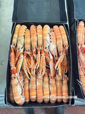 SCAMPI INTERI 10-15 C/BORDO 2KGX4PZ IRALNDA INSHORE