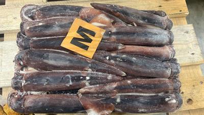TOTANI ATLANTICI M (300-400) BLOCCO KG__ - ARGENTINA (Pesca ad Amo)