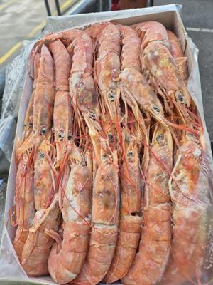 GAMBERI ARGENTINI L1 10/20 2KGX6PZ