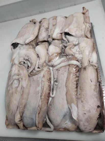 SEPPIA MONGO M5 BORDO 1300/2000 MAROCCO KG__ - GLASS.0%