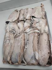 SEPPIA MONGO M5 BORDO 1300/2000 MAROCCO KG__ - GLASS.0%