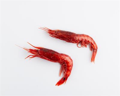 GAMBERO ROSSO DELLO IONIO N.2 KG__ - GLASS. 0% ITALIA